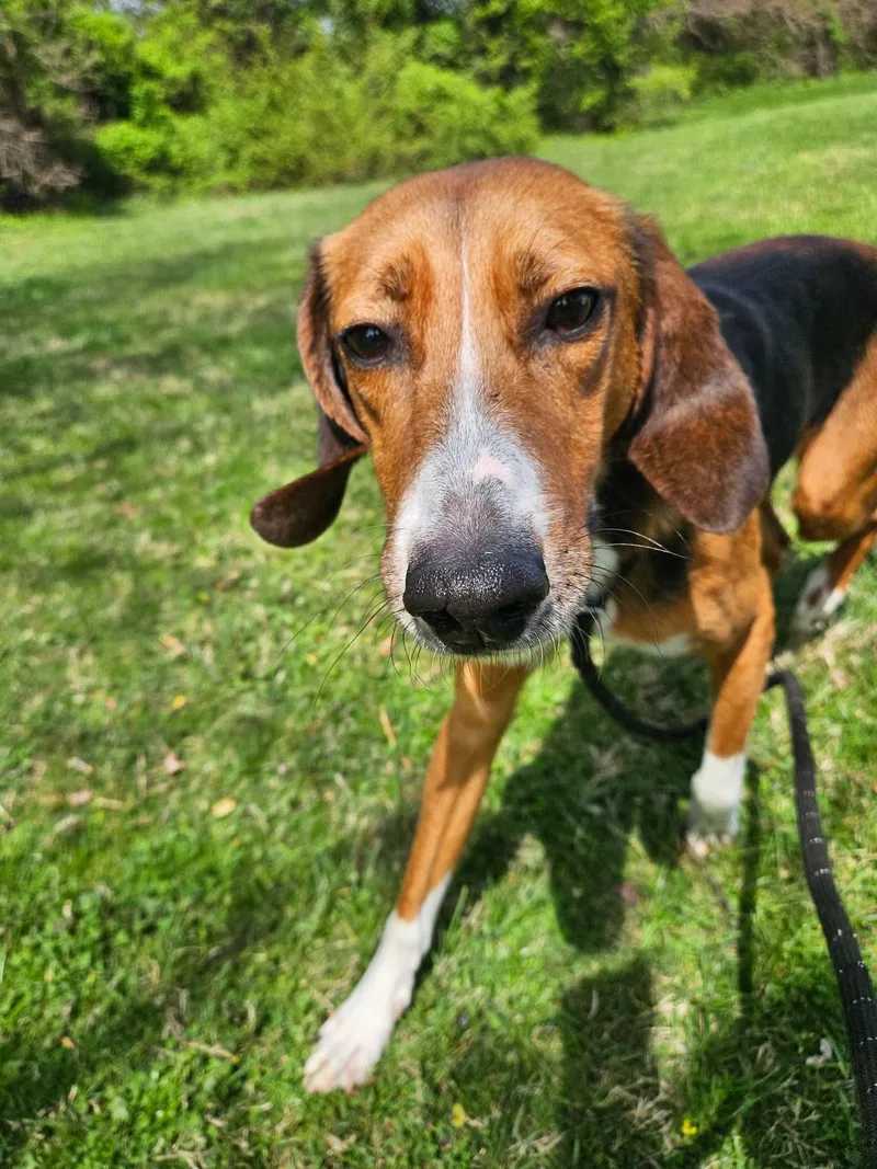 A young medium-sized male Hound dog named Lil Fork for adoption in Culpeper, VA