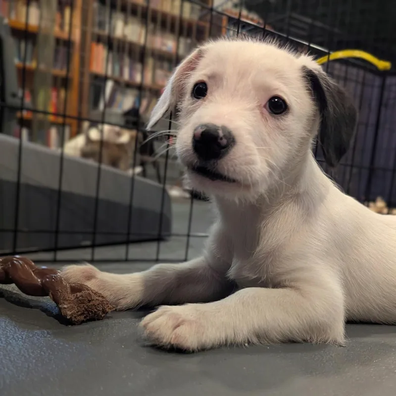 A baby medium-sized female Miniature Schnauzer dog named Daphne for adoption in Sparta, NJ