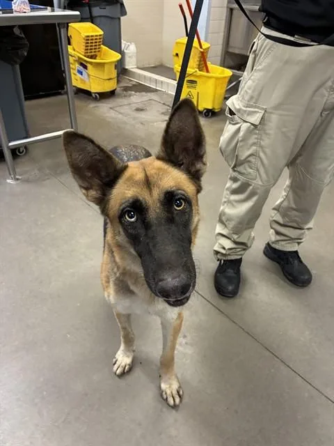 An adult large-sized female German Shepherd Dog dog named Brandy for adoption in Phoenix, AZ