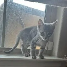 A baby small-sized male Tabby cat named Clyde for adoption in Grand Prairie, TX