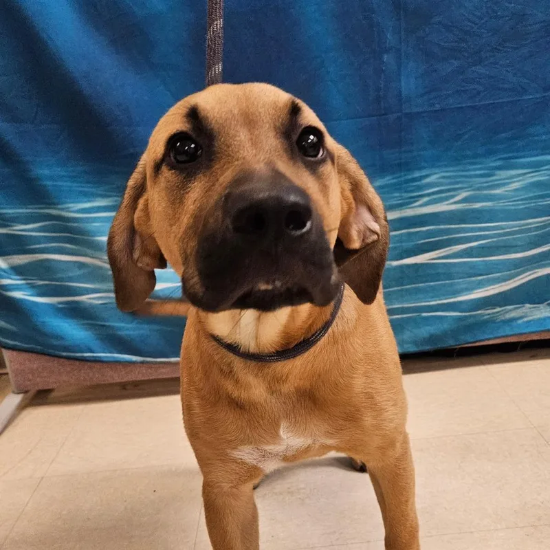A baby medium-sized male Brown / Chocolate Mixed Breed dog named Theo for adoption in Lake Panasoffkee, FL
