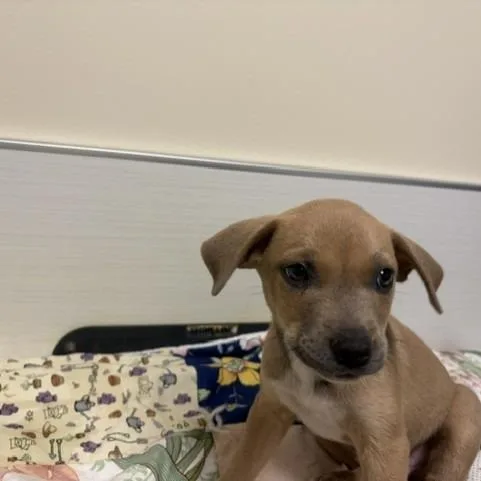 A baby small-sized male Yellow / Tan / Blond / Fawn Mixed Breed dog named Cheddar for adoption in Novelty, OH