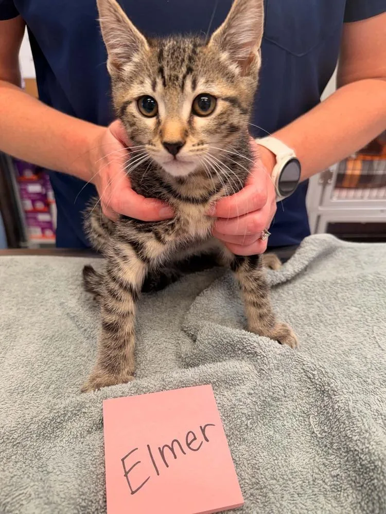 A baby small-sized male Domestic Short Hair cat named Elmer Kit for adoption in Vancouver, WA