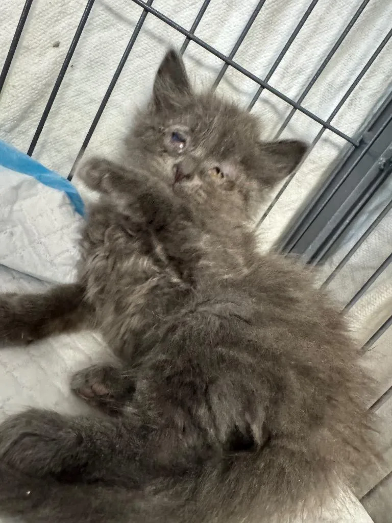 A baby medium-sized male Domestic Short Hair cat named Jojo for adoption in Johnson City, TN