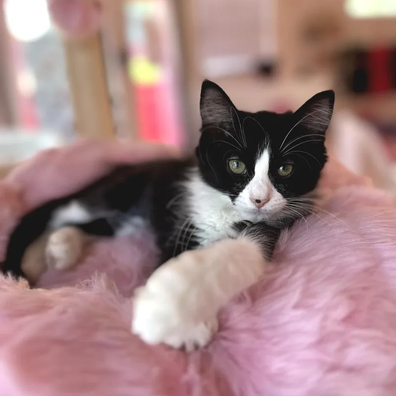 A baby small-sized female Black Domestic Medium Hair cat named Pip for adoption in Forest Park, IL