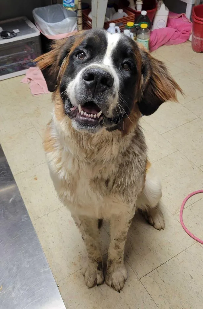 A young large-sized male Saint Bernard dog named Bruno Mars for adoption in Chillicothe, OH