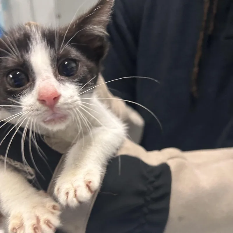 A baby small-sized female Black Domestic Short Hair cat named Spark for adoption in Summerville, SC