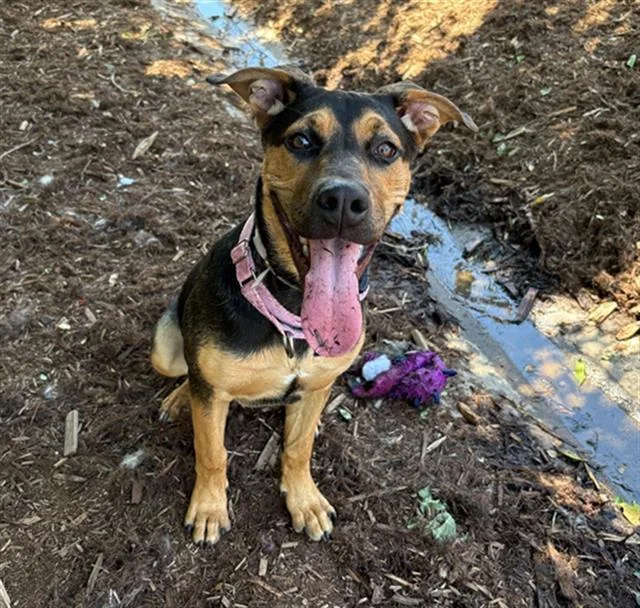 A young large-sized female German Shepherd Dog dog named Angel for adoption in Denver, CO