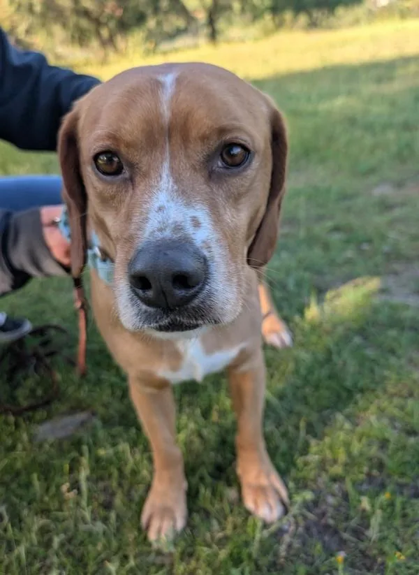 An adult medium-sized male Beagle dog named Benito for adoption in Escondido, CA