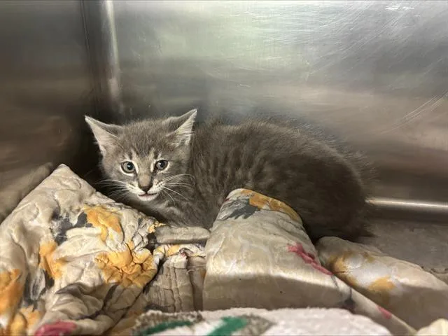 A baby small-sized male Domestic Short Hair cat named Nick for adoption in Grand Prairie, TX