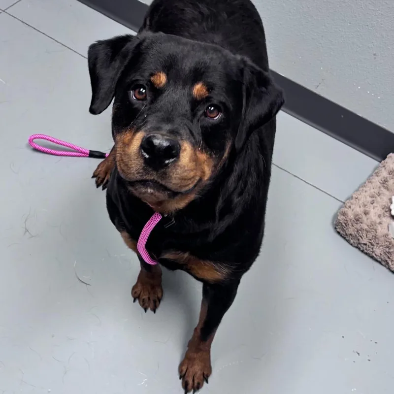 An adult large-sized female Black Mixed Breed dog named Bullet for adoption in Bismarck, ND