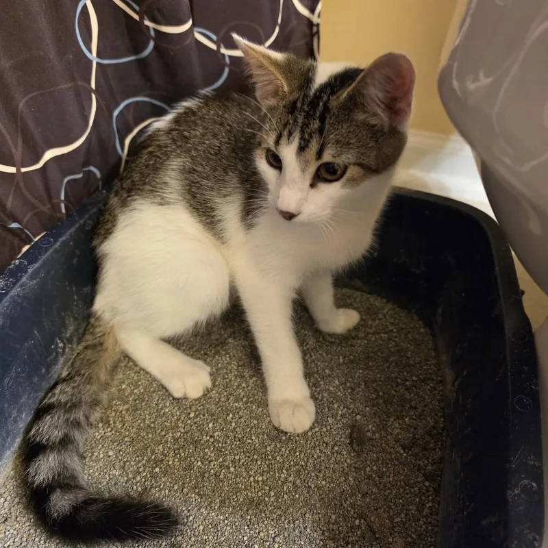 A baby small-sized male Brown / Chocolate Domestic Short Hair cat named Tweety for adoption in Greensboro, NC