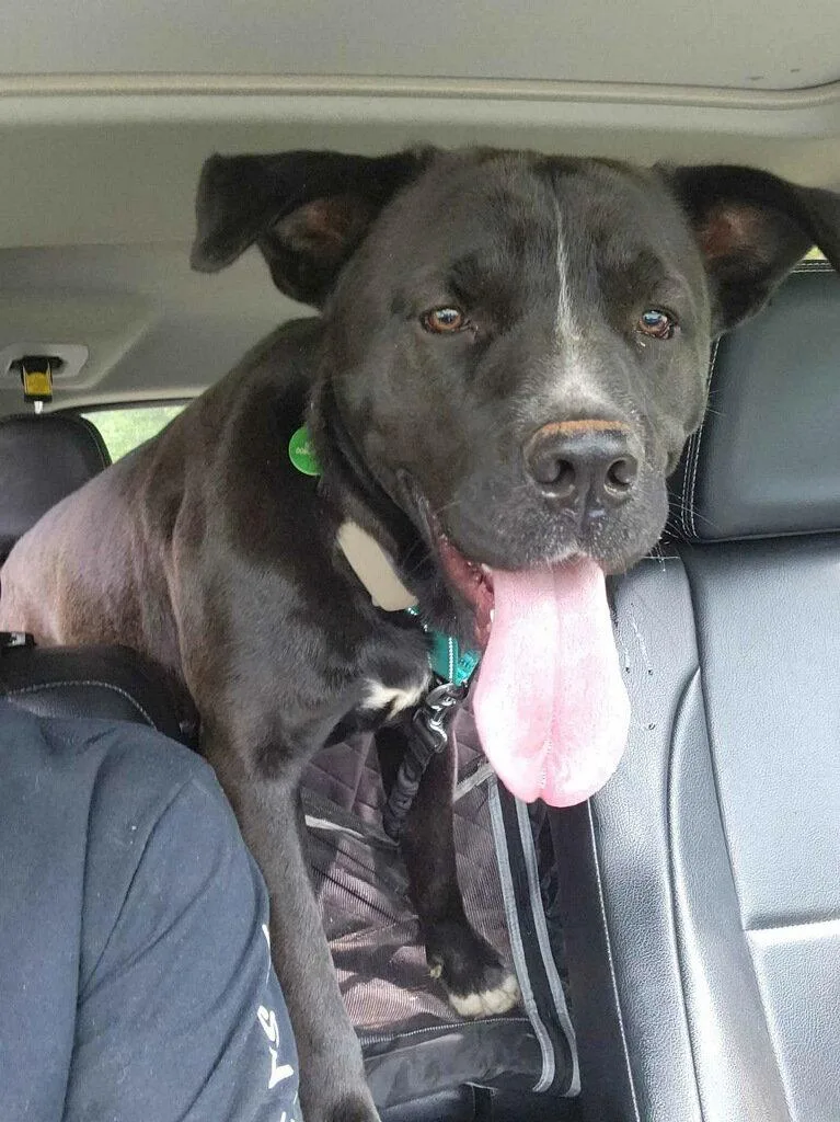 An adult large-sized male Labrador Retriever dog named Buddy for adoption in Blairsville, GA