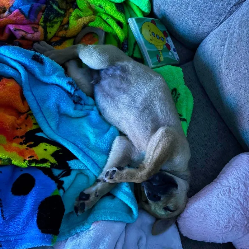 A baby medium-sized male Apricot / Beige Shepherd dog named Peyton for adoption in Brockport, NY