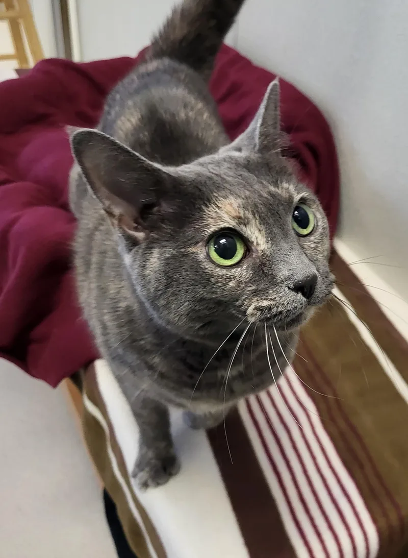 An adult medium-sized male Siamese cat named Pip & Squeak for adoption in Grayslake, IL