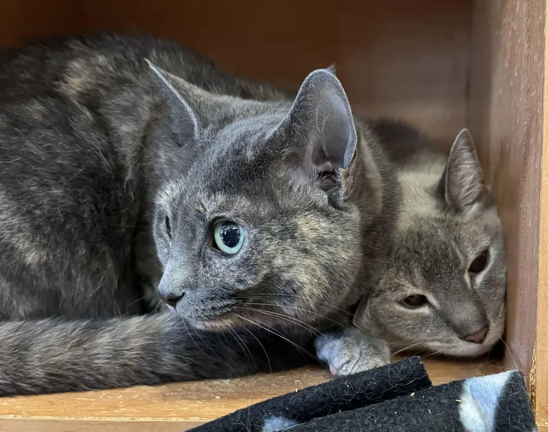 Pip & Squeak thumbnail 5