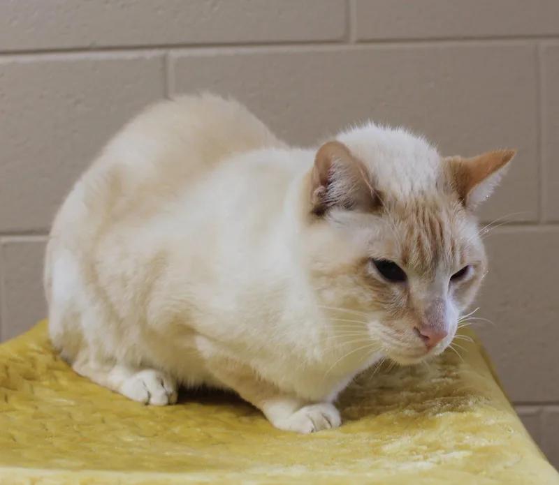 An adult large-sized male Buff / Tan / Fawn Domestic Short Hair cat named Angel for adoption in Prattville, AL