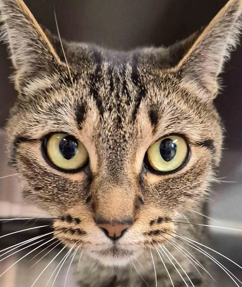 An adult small-sized female Brown / Chocolate Domestic Short Hair cat named Ginger   yrs for adoption in Sterling, MA