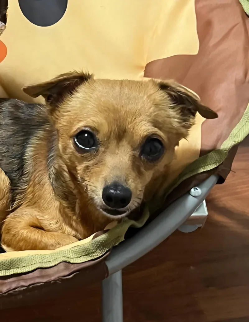 An adult small-sized male Red / Chestnut / Orange Chihuahua dog named Shadow for adoption in Evansville, IN