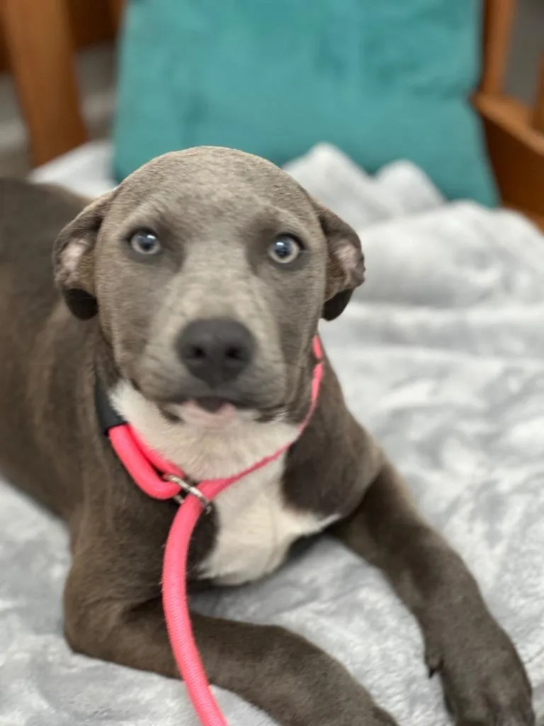 A baby medium-sized female Mixed Breed dog named Belle for adoption in Cambridge, MD