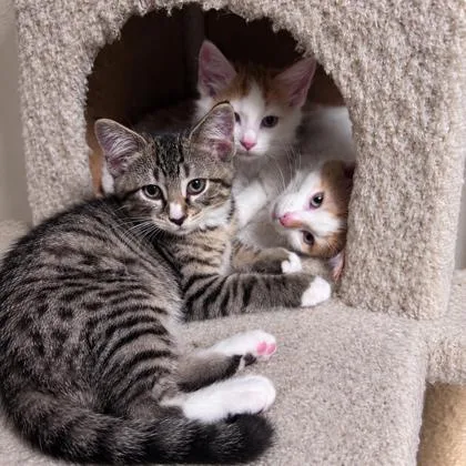 A baby small-sized unknown Domestic Short Hair cat named Strudel Burncoat needs for adoption in Hudson, MA