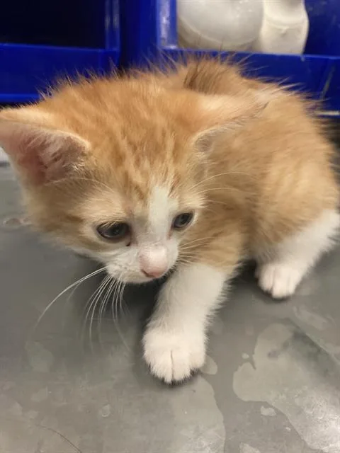 A baby small-sized male Domestic Short Hair cat named Henry for adoption in Dallas, TX