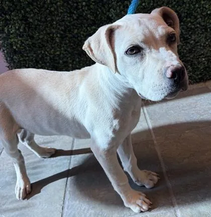 A baby small-sized male Apricot / Beige Mixed Breed dog named Mozzarella for adoption in El Paso, TX