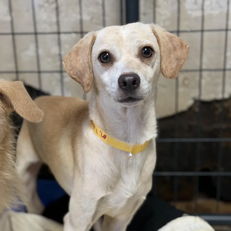 An adult small-sized male Mixed Breed dog named Poppop for adoption in Columbia, SC