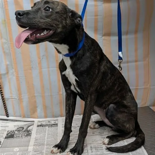 A young medium-sized female Black Mixed Breed dog named Pebbles for adoption in Hazard, KY