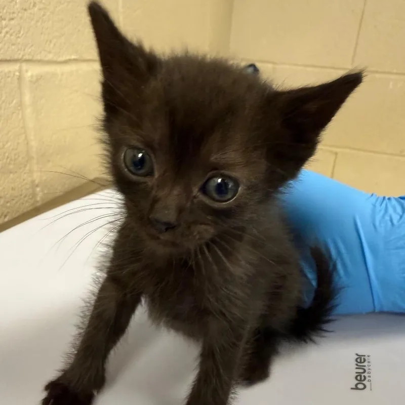 A baby small-sized female Black Domestic Short Hair cat named Gypsum for adoption in Troy, VA