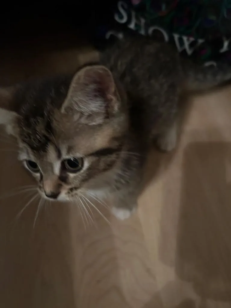 A baby medium-sized male Domestic Short Hair cat named Tigger for adoption in Johnson City, TN