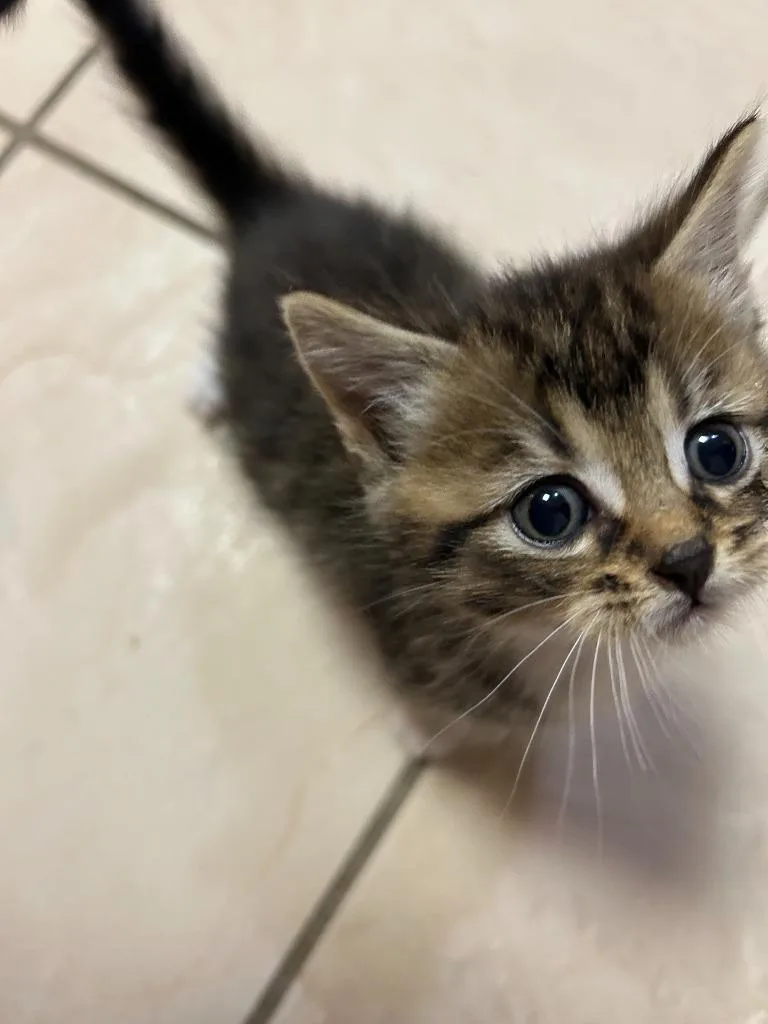 Tigger thumbnail 2