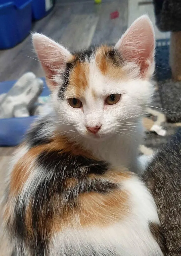 A young small-sized female Calico Domestic Short Hair cat named Bon Bon for adoption in Webster City, IA