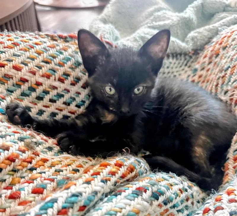A baby medium-sized female Tortoiseshell cat named Matilda for adoption in San Juan Capistrano, CA