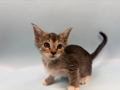 A baby small-sized female Domestic Short Hair cat named Hera for adoption in Woodbury, MN