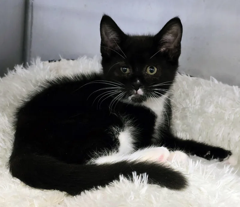 A baby medium-sized female Black Domestic Short Hair cat named Shiraz for adoption in Amityville, NY