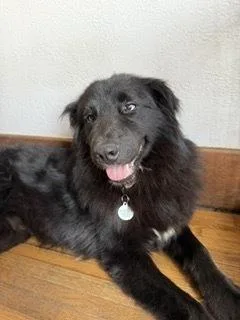 An adult medium-sized male Shepherd dog named Wolf for adoption in Amherst, NY