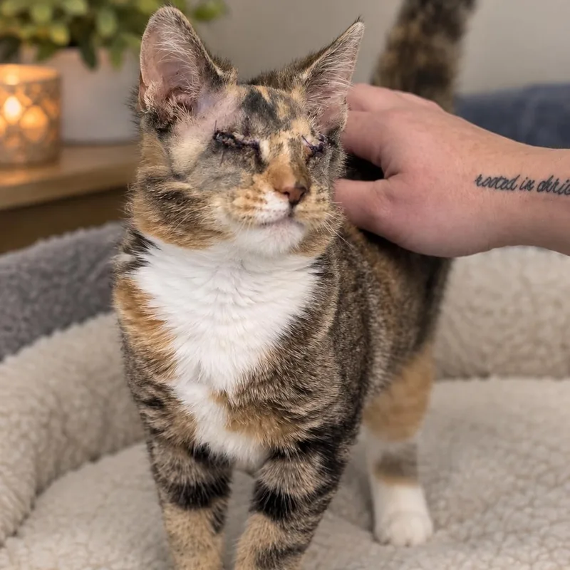 A young medium-sized female Calico Domestic Short Hair cat named Toffee for adoption in Anderson, SC