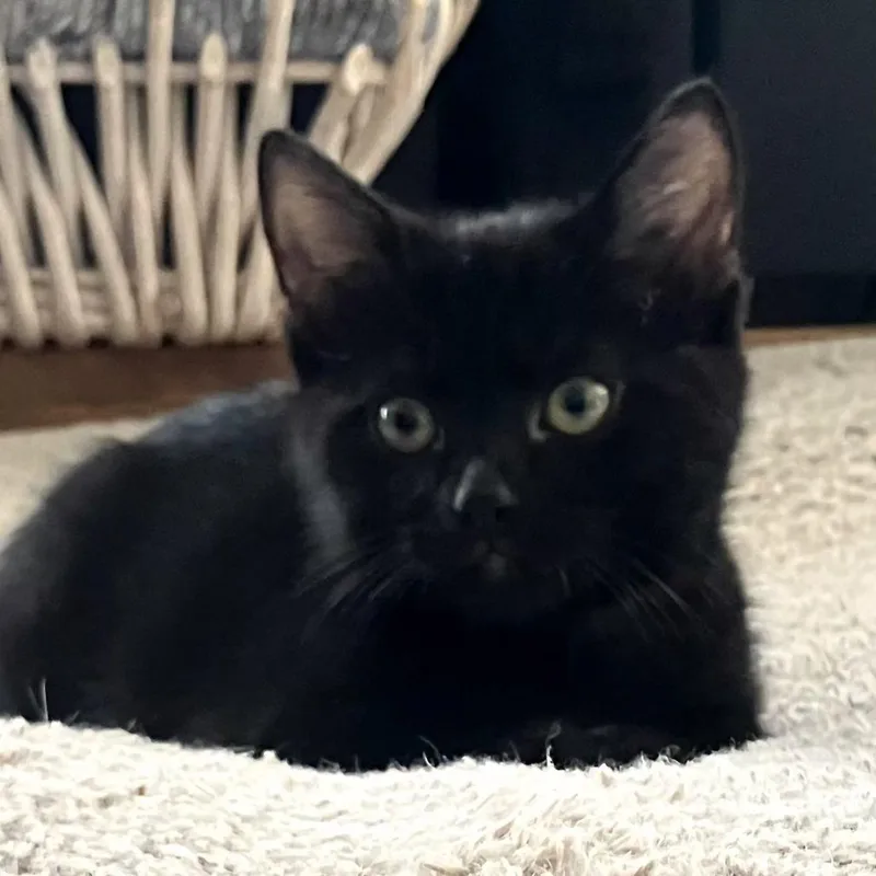 A baby small-sized female Black Domestic Short Hair cat named Cypress for adoption in Brownsboro, AL