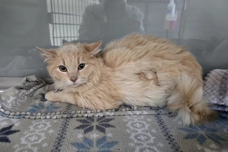 A young medium-sized female Tabby (Orange / Red) Domestic Long Hair cat named Boo for adoption in Dickson, TN