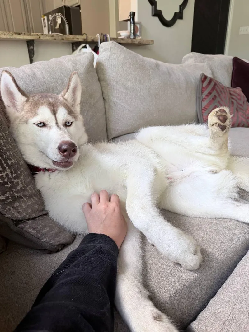 A young medium-sized male Siberian Husky dog named Zeus for adoption in Carrollton, TX