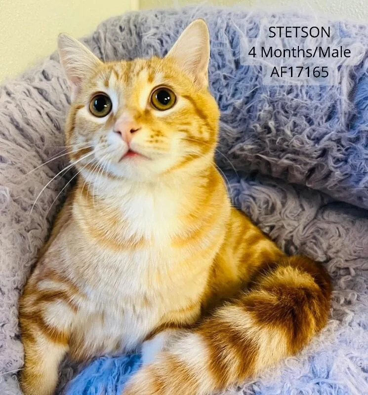 A young medium-sized male Tabby (Orange / Red) Domestic Short Hair cat named Stetson for adoption in Supply, NC