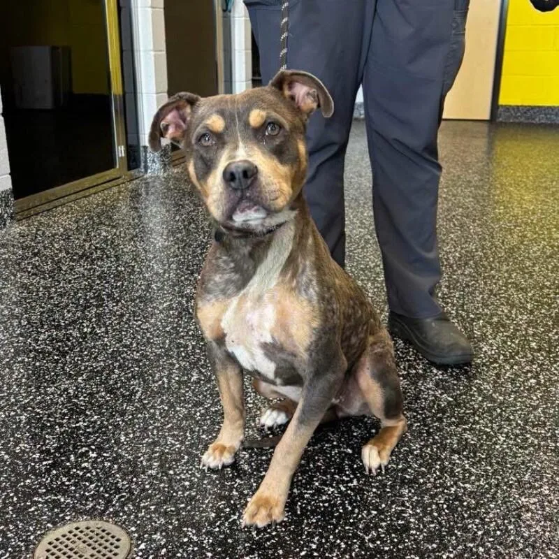 An adult medium-sized female Tricolor (Brown, Black, & White) Pit Bull Terrier dog named Flo Milli for adoption in Jackson, TN