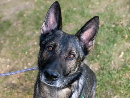 An adult large-sized male German Shepherd Dog dog named Ghost for adoption in Coon Rapids, MN