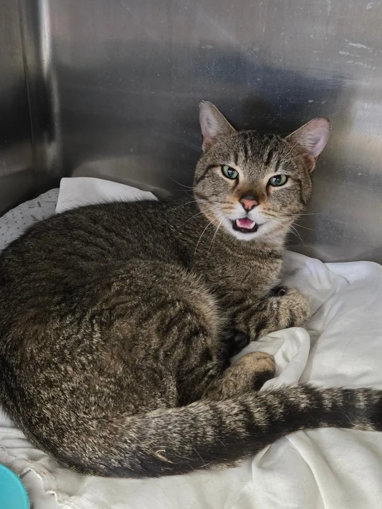 A young medium-sized male Domestic Short Hair cat named Panama Jack for adoption in Windsor, CT