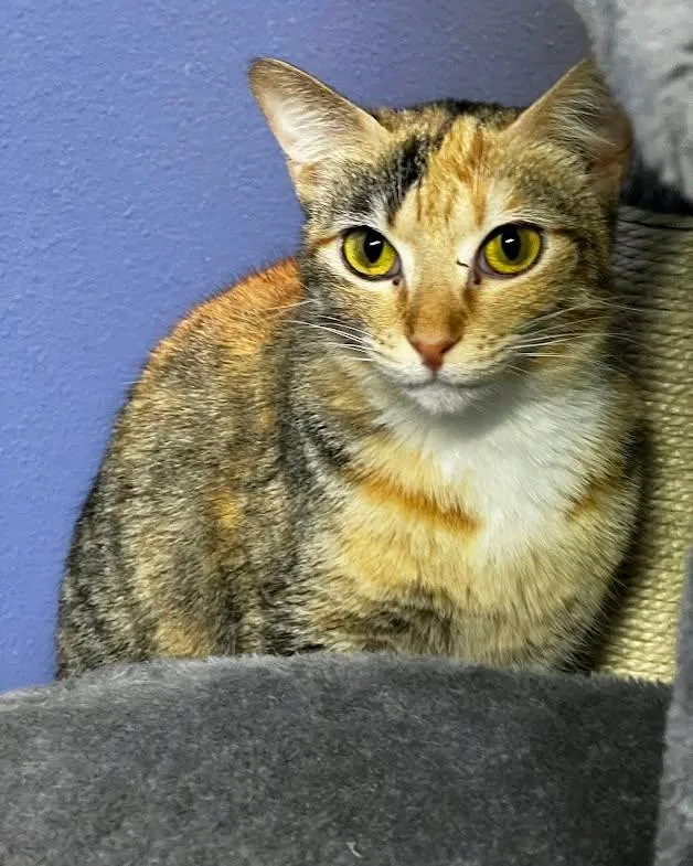 A young medium-sized female Calico Domestic Short Hair cat named Max Factor for adoption in Flint, TX
