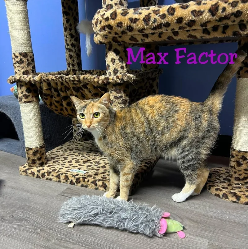 Max Factor thumbnail 3
