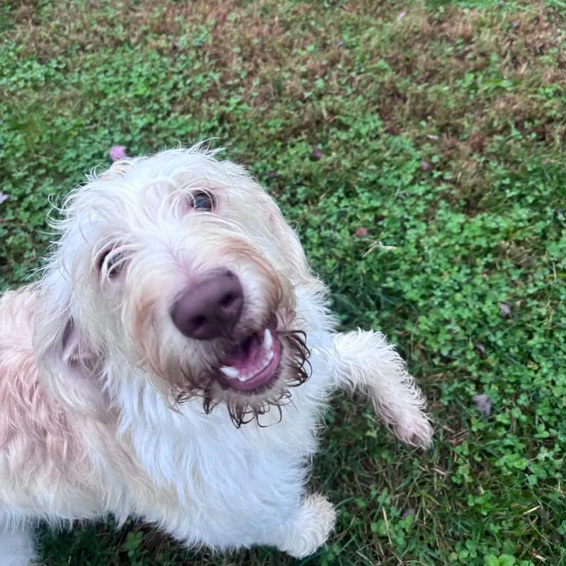 A young large-sized female Poodle dog named Bella for adoption in York, PA