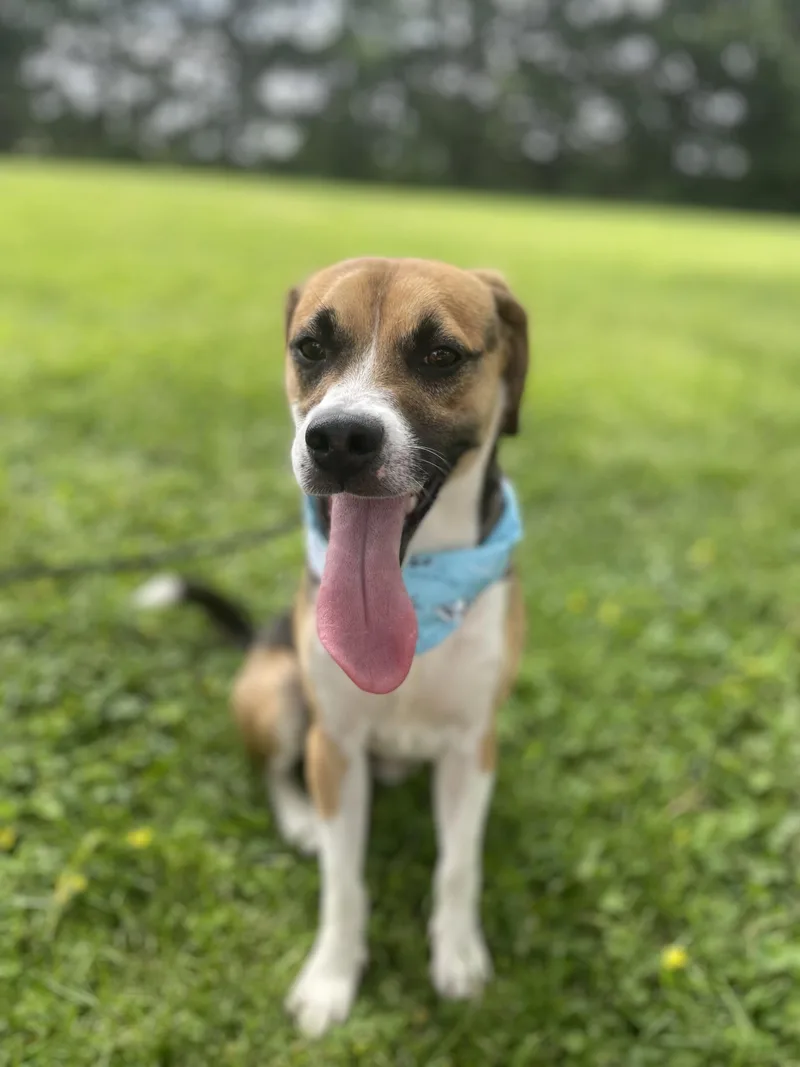 Scooby