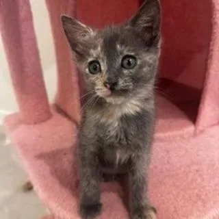 A baby medium-sized female Dilute Tortoiseshell Domestic Short Hair cat named Alani for adoption in Conroe, TX